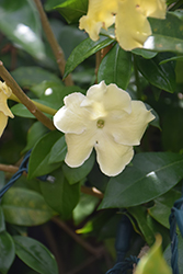 Arabian Jasmine (Jasminum sambac) at Debbie's Greenhouse & Garden Centre