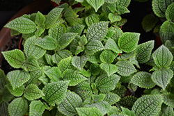 Moon Valley Pilea (Pilea involucrata 'Moon Valley') at Debbie's Greenhouse & Garden Centre