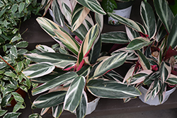Triostar Stromanthe (Stromanthe sanguinea 'Triostar') at Debbie's Greenhouse & Garden Centre