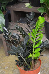Raven ZZ Plant (Zamioculcas zamiifolia 'Dowon') at Debbie's Greenhouse & Garden Centre
