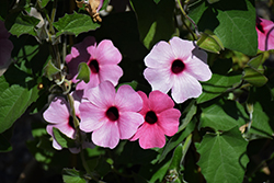 Sunny Susy Rose Sensation Black-Eyed Susan (Thunbergia alata 'Sunny Susy Rose Sensation') at Debbie's Greenhouse & Garden Centre