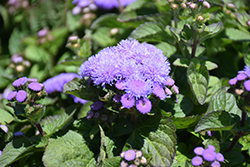 Aloha Blue Flossflower (Ageratum 'Aloha Blue') at Debbie's Greenhouse & Garden Centre