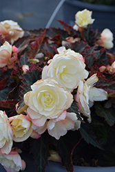 I'Conia Bacio White Begonia (Begonia 'I'Conia Bacio White') at Debbie's Greenhouse & Garden Centre