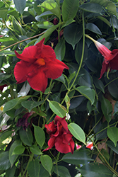 Madinia Maximo Red Mandevilla (Mandevilla 'Madinia Maximo Red') at Debbie's Greenhouse & Garden Centre