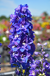 Dasante Blue Larkspur (Delphinium 'Dasante Blue') at Debbie's Greenhouse & Garden Centre