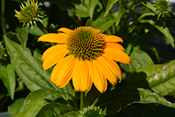 Artisan Yellow Ombre Coneflower (Echinacea 'PAS1303304') at Debbie's Greenhouse & Garden Centre