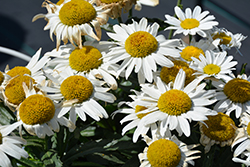 Madonna Shasta Daisy (Leucanthemum x superbum 'Madonna') at Debbie's Greenhouse & Garden Centre
