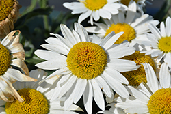 Madonna Shasta Daisy (Leucanthemum x superbum 'Madonna') at Debbie's Greenhouse & Garden Centre