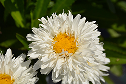 Sweet Daisy Rebecca Shasta Daisy (Leucanthemum x superbum 'Rebecca') at Debbie's Greenhouse & Garden Centre