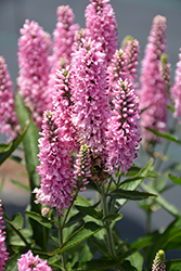 Skyward Pink Long-leaf Speedwell (Veronica longifolia 'Balskywink') at Debbie's Greenhouse & Garden Centre