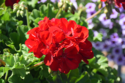 Calliope Large Dark Red Geranium (Pelargonium 'Calliope Large Dark Red') at Debbie's Greenhouse & Garden Centre