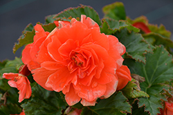 Nonstop Salmon Begonia (Begonia 'Nonstop Salmon') at Debbie's Greenhouse & Garden Centre