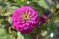 Zesty Purple Zinnia (Zinnia elegans 'Zesty Purple') at Debbie's Greenhouse & Garden Centre