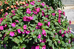 Beacon Violet Shades Impatiens (Impatiens walleriana 'PAS1357834') at Debbie's Greenhouse & Garden Centre