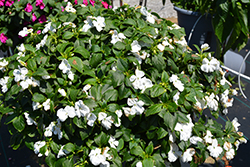 Beacon White Impatiens (Impatiens walleriana 'PAS1357832') at Debbie's Greenhouse & Garden Centre
