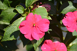Beacon Rose Impatiens (Impatiens walleriana 'Beacon Rose') at Debbie's Greenhouse & Garden Centre