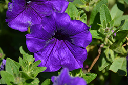 Easy Wave Blue Petunia (Petunia 'Easy Wave Blue') at Debbie's Greenhouse & Garden Centre
