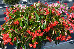 Dragon Wing Red Begonia (Begonia 'Dragon Wing Red') at Debbie's Greenhouse & Garden Centre