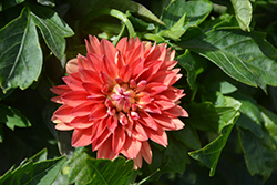 Dahlinova Hypnotica Orange Dahlia (Dahlia 'Hypnotica Orange') at Debbie's Greenhouse & Garden Centre