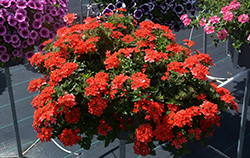 Lascar Orange Lava Verbena (Verbena 'KLEVP22039') at Debbie's Greenhouse & Garden Centre