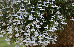 Hot+ White Lobelia (Lobelia 'Hot Plus White') at Debbie's Greenhouse & Garden Centre