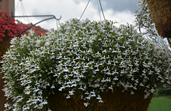 Hot+ White Lobelia (Lobelia 'Hot Plus White') at Debbie's Greenhouse & Garden Centre