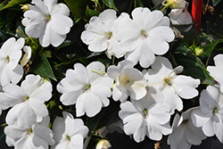 SunPatiens Compact Classic White Impatiens (Impatiens 'SAKIMP068') at Debbie's Greenhouse & Garden Centre