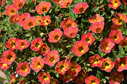 Cabaret Diva Orange Calibrachoa (Calibrachoa 'Balcabivor') at Debbie's Greenhouse & Garden Centre