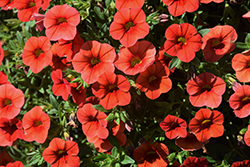 Cabaret Orange Calibrachoa (Calibrachoa 'Balcaborim') at Debbie's Greenhouse & Garden Centre