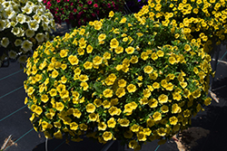 Cabaret Yellow Calibrachoa (Calibrachoa 'Cabaret Yellow') at Debbie's Greenhouse & Garden Centre