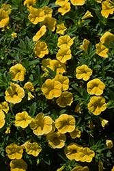 Cabaret Yellow Calibrachoa (Calibrachoa 'Cabaret Yellow') at Debbie's Greenhouse & Garden Centre