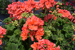 Dynamo Dark Salmon Geranium (Pelargonium 'Dynamo Dark Salmon') at Debbie's Greenhouse & Garden Centre