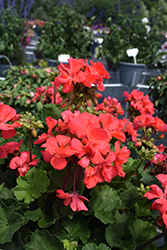 Fantasia Flamingo Rose Geranium (Pelargonium 'Fantasia Flamingo Rose') at Debbie's Greenhouse & Garden Centre