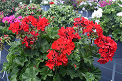 Fantasia Dark Red Geranium (Pelargonium 'Fantasia Dark Red') at Debbie's Greenhouse & Garden Centre
