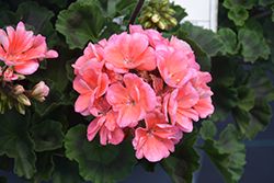 Fantasia Salmon Geranium (Pelargonium 'Fantasia Salmon') at Debbie's Greenhouse & Garden Centre