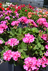 Fantasia Shocking Pink Geranium (Pelargonium 'Fantasia Shocking Pink') at Debbie's Greenhouse & Garden Centre
