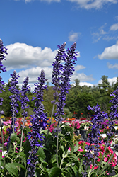 Mystic Spires Sage (Salvia 'Mystic Spires') at Debbie's Greenhouse & Garden Centre