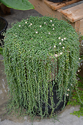String Of Pearls (Senecio rowleyanus) at Debbie's Greenhouse & Garden Centre
