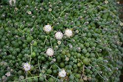 String Of Pearls (Senecio rowleyanus) at Debbie's Greenhouse & Garden Centre