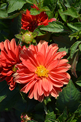 Dahlinova Hypnotica Orange Dahlia (Dahlia 'Hypnotica Orange') at Debbie's Greenhouse & Garden Centre