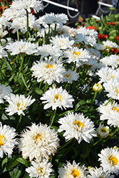 Sweet Daisy Rebecca Shasta Daisy (Leucanthemum x superbum 'Rebecca') at Debbie's Greenhouse & Garden Centre