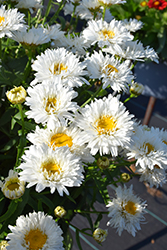Sweet Daisy Rebecca Shasta Daisy (Leucanthemum x superbum 'Rebecca') at Debbie's Greenhouse & Garden Centre