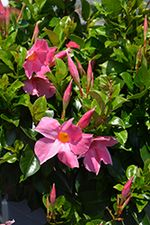 Flordenia Pink Mandevilla (Mandevilla 'Flordenia Pink') at Debbie's Greenhouse & Garden Centre