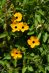Sunny Susy Gold Black-Eyed Susan (Thunbergia alata 'Sunny Susy Gold') at Debbie's Greenhouse & Garden Centre