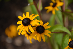 Goldblitz Coneflower (Rudbeckia fulgida 'Goldblitz') at Debbie's Greenhouse & Garden Centre