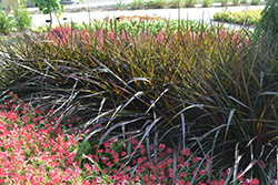 Regal Princess Fountain Grass (Pennisetum 'Tift 15') at Debbie's Greenhouse & Garden Centre