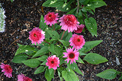 Double Scoop Watermelon Deluxe Coneflower (Echinacea 'Balscmelux') at Debbie's Greenhouse & Garden Centre