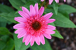 Double Scoop Watermelon Deluxe Coneflower (Echinacea 'Balscmelux') at Debbie's Greenhouse & Garden Centre