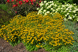 American Gold Rush Coneflower (Rudbeckia 'American Gold Rush') at Debbie's Greenhouse & Garden Centre