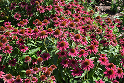 Sombrero Tres Amigos Coneflower (Echinacea 'Balsomtresgo') at Debbie's Greenhouse & Garden Centre